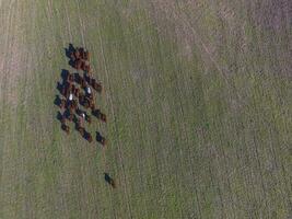 Cows fed  grass, in countryside, Pampas, Patagonia,Argentina photo