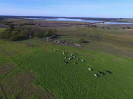 Cows fed  grass, in countryside, Pampas, Patagonia,Argentina photo