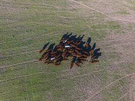 vacas alimentado césped, en campo, pampa, patagonia,argentina foto