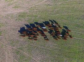 vacas alimentado césped, en campo, pampa, patagonia,argentina foto