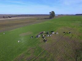 Cows fed  grass, in countryside, Pampas, Patagonia,Argentina photo