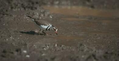 Three banded plover,in swamp environment, South Africa photo