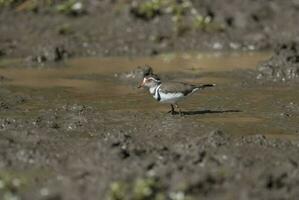 Three banded plover,in swamp environment, South Africa photo