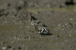 Three banded plover,in swamp environment, South Africa photo