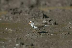 Three banded plover,in swamp environment, South Africa photo