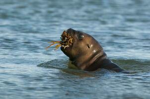 Baby sea lion, playing in the beach
 , Patagonia Argentina photo