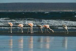 Flamingos flock, Patagonia, Argentina photo