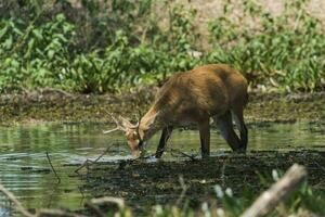 pantano ciervo, pantanal Brasil foto