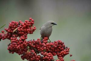 Bay winged Cowbird photo