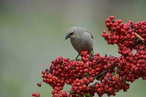 Bay winged Cowbird photo