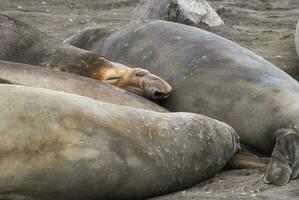 Elephant seal, Hannah Point, Antartic peninsula. photo