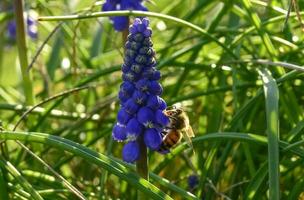 Bee on flowers in spring photo