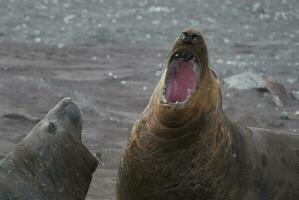 Elephant seal, Hannah Point, Antartic peninsula. photo