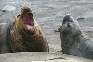 Elephant seal, Hannah Point, Antartic peninsula. photo