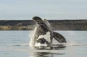 Whale jumping in Peninsula Valdes,, Patagonia, Argentina photo