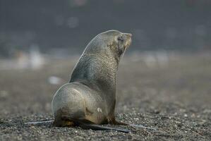 Antarctic fur seal, Deception Island ,Antartic peninsula. photo