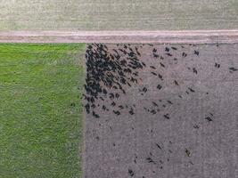 Beef production ,natural grass, Pampas, Argentina photo