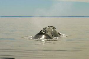 Whale breathing, Peninsula Valdes,, Patagonia, Argentina photo
