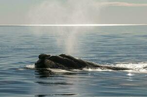 Whale breathing, Peninsula Valdes,, Patagonia, Argentina photo