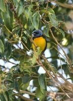 Blue and yellow tanager, Patagonia Argentina photo