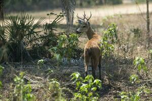 Marsh deer, pantanal Brazil photo