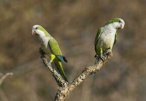 Parakeet,in jungle environment, La Pampa, Patagonia, Argentina photo