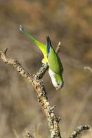 Parakeet,in jungle environment, La Pampa, Patagonia, Argentina photo