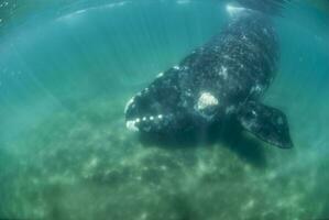 Whale underwater in Peninsula Valdes,, Patagonia, Argentina photo
