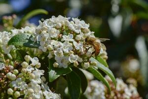 Bee on flowers in spring photo