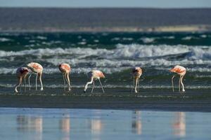 Flamingos flock, Patagonia, Argentina photo