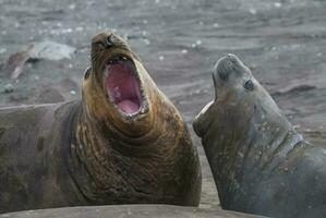 Elephant seal, Hannah Point, Antartic peninsula. photo