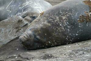 Elephant seal, Hannah Point, Antartic peninsula. photo