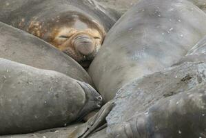 Elephant seal, Hannah Point, Antartic peninsula. photo