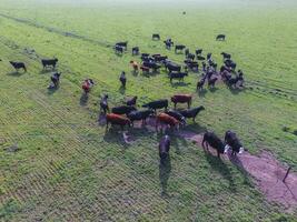 Beef production ,natural grass, Pampas, Argentina photo