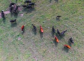 Cows aerial view, Buenos Aires,Argentina photo