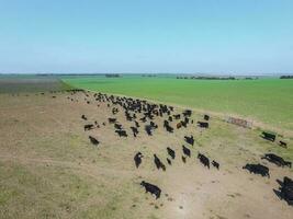 Cows aerial view, Buenos Aires,Argentina photo