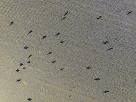 Steers fed with natural grass, Pampas, Argentina photo