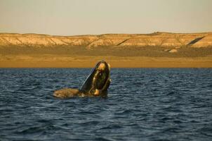 Whale jumping in Peninsula Valdes,, Patagonia, Argentina photo