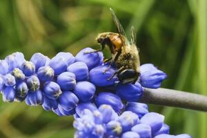 Bee on flowers in spring photo