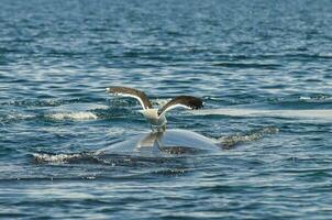 Whale and gull in Peninsula Valdes,, Patagonia, Argentina photo