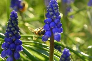 Bee on flowers in spring photo