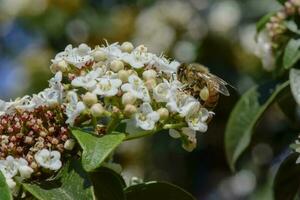 Bee on flowers in spring photo