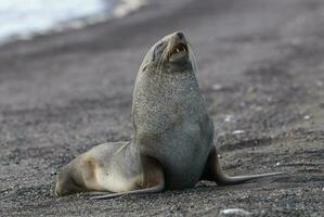 Antarctic fur seal, Deception Island ,Antartic peninsula. photo