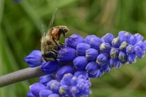 Bee on flowers in spring photo