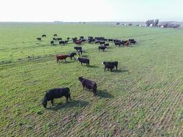 Beef production ,natural grass, Pampas, Argentina photo