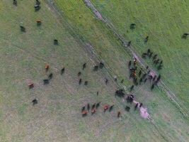 Cows aerial view, Buenos Aires,Argentina photo