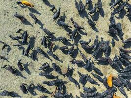 Cows aerial view, Buenos Aires,Argentina photo