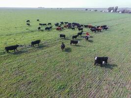 Beef production ,natural grass, Pampas, Argentina photo