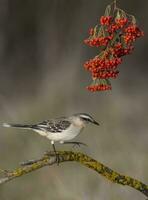 White banded Mockingbird, Patagonia, Argentina photo