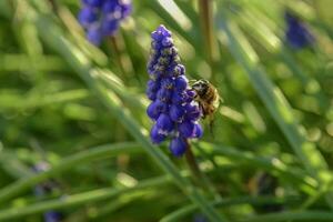 Bee on flowers in spring photo